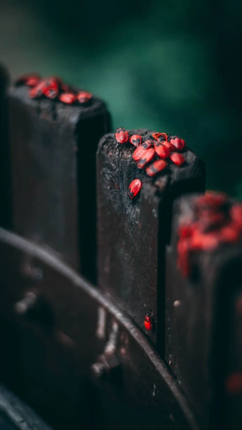 Glowing red tips on dark sticks, W:9 H:16, photograph 55