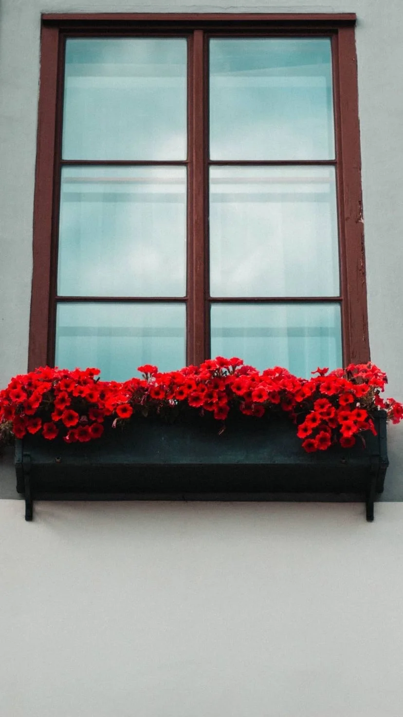 Red flowers in a window box on a white facade, W:9 H:16, photograph 13