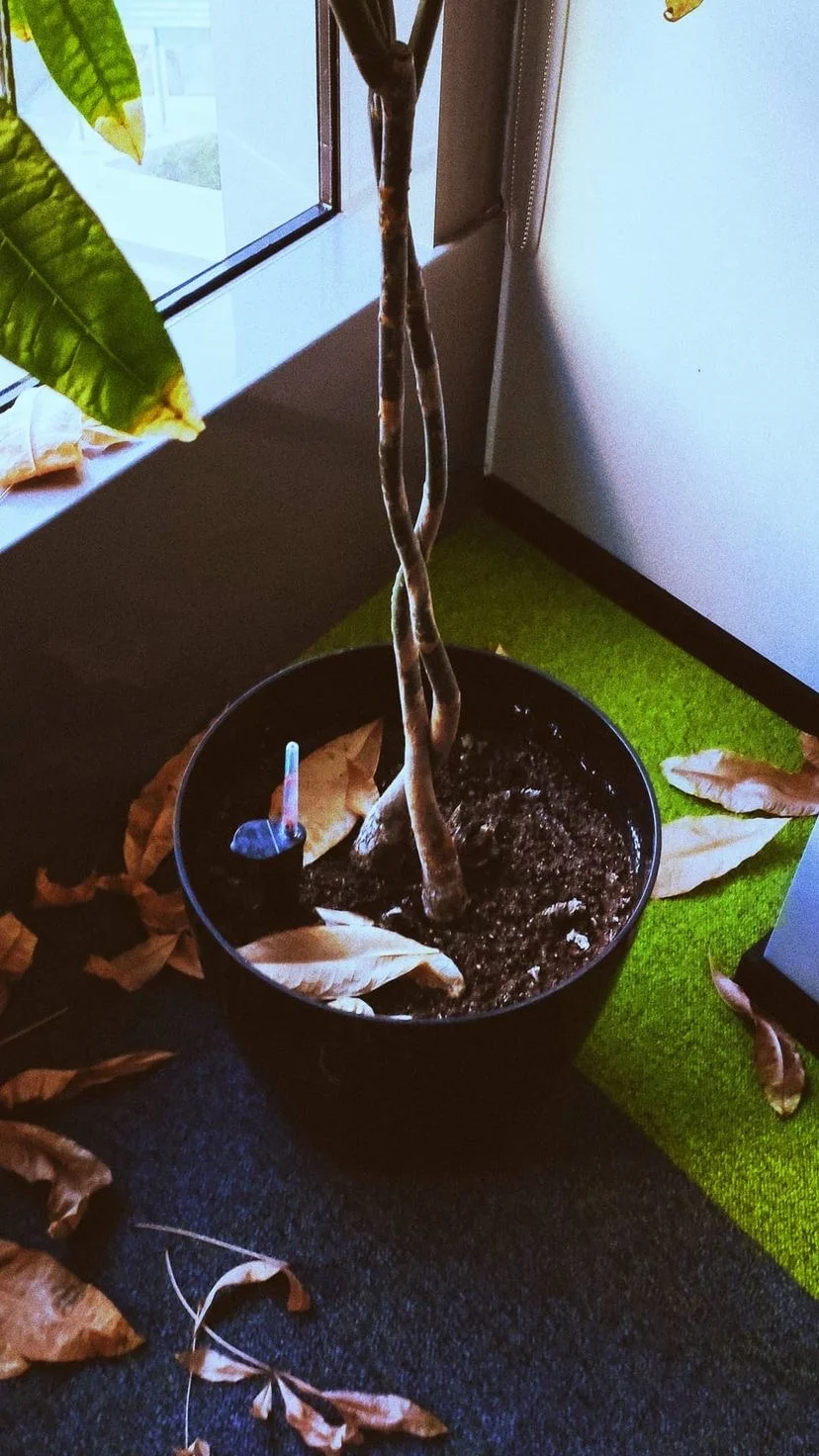 Potted plant beside an open window, W:9 H:16, photograph 12