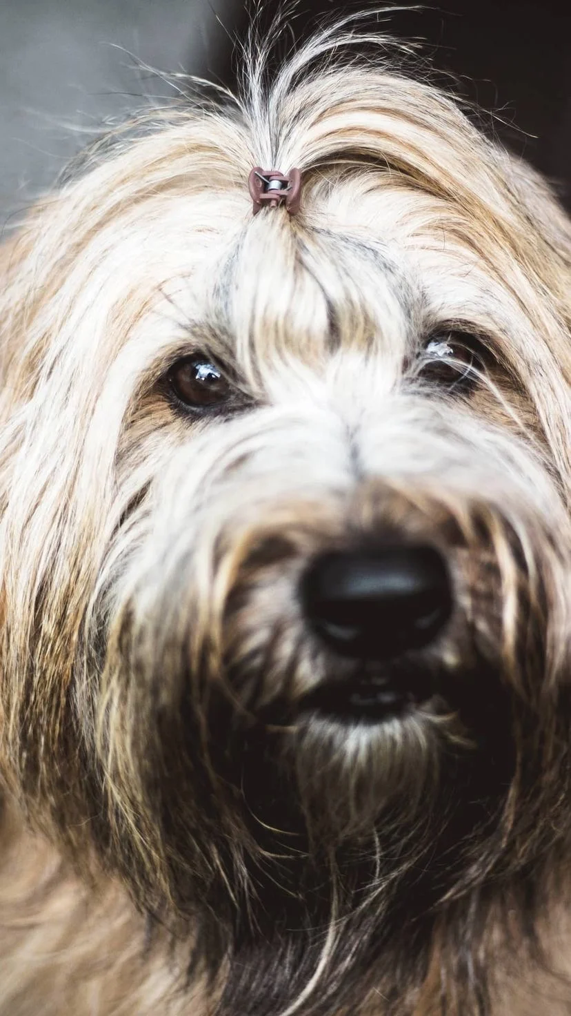 A shaggy dog looking toward the camera, W:9 H:16, photograph 22