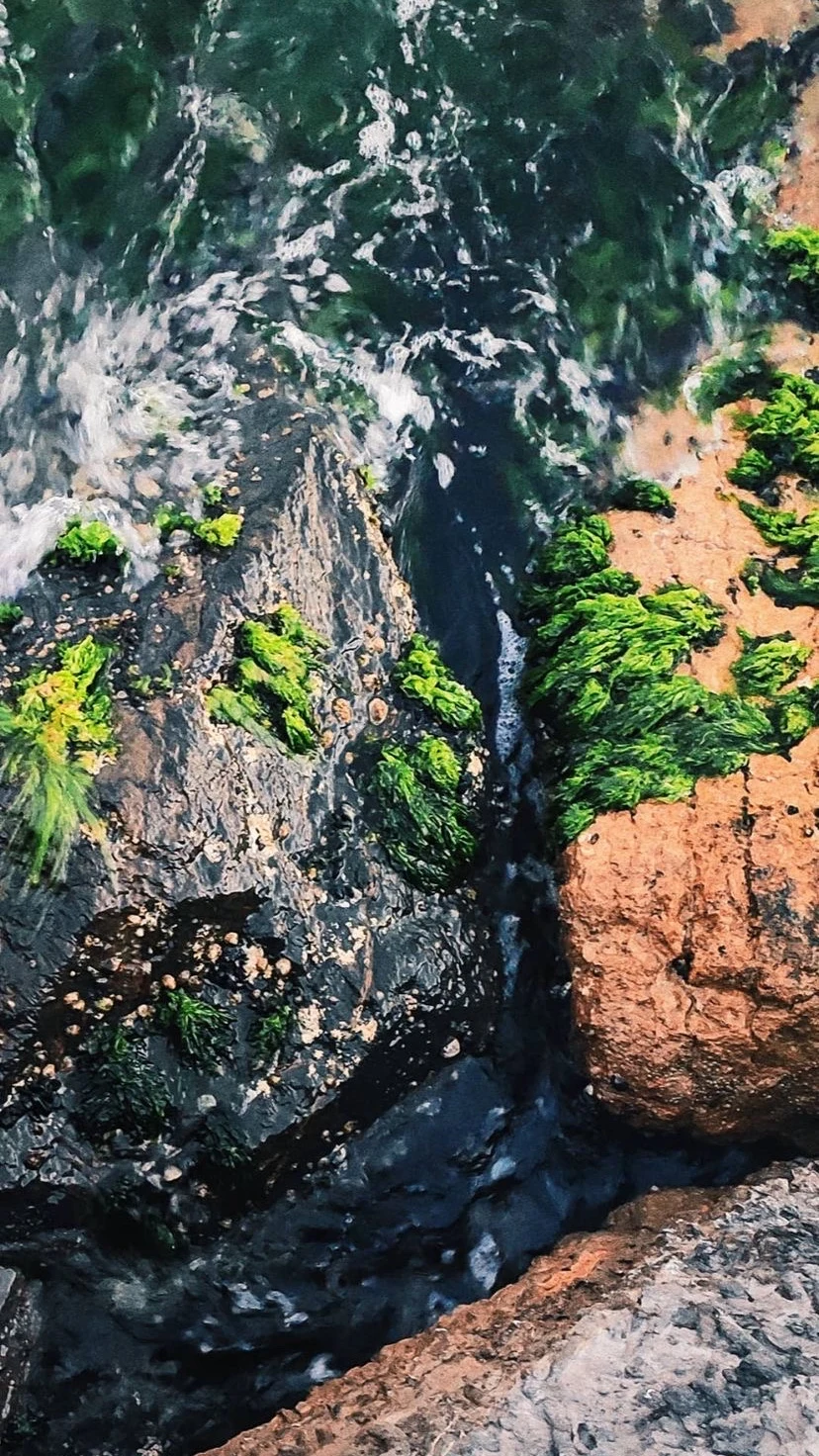 Moss and plants on a rocky surface, W:9 H:16, photograph 6